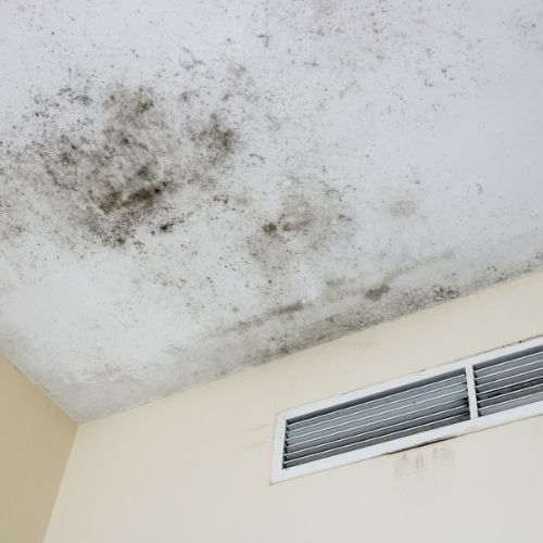 mold remediation services